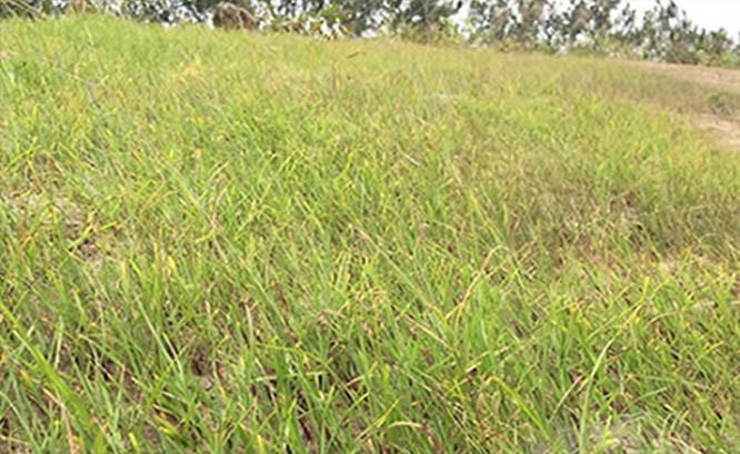 广东蕉岭山体覆绿项目